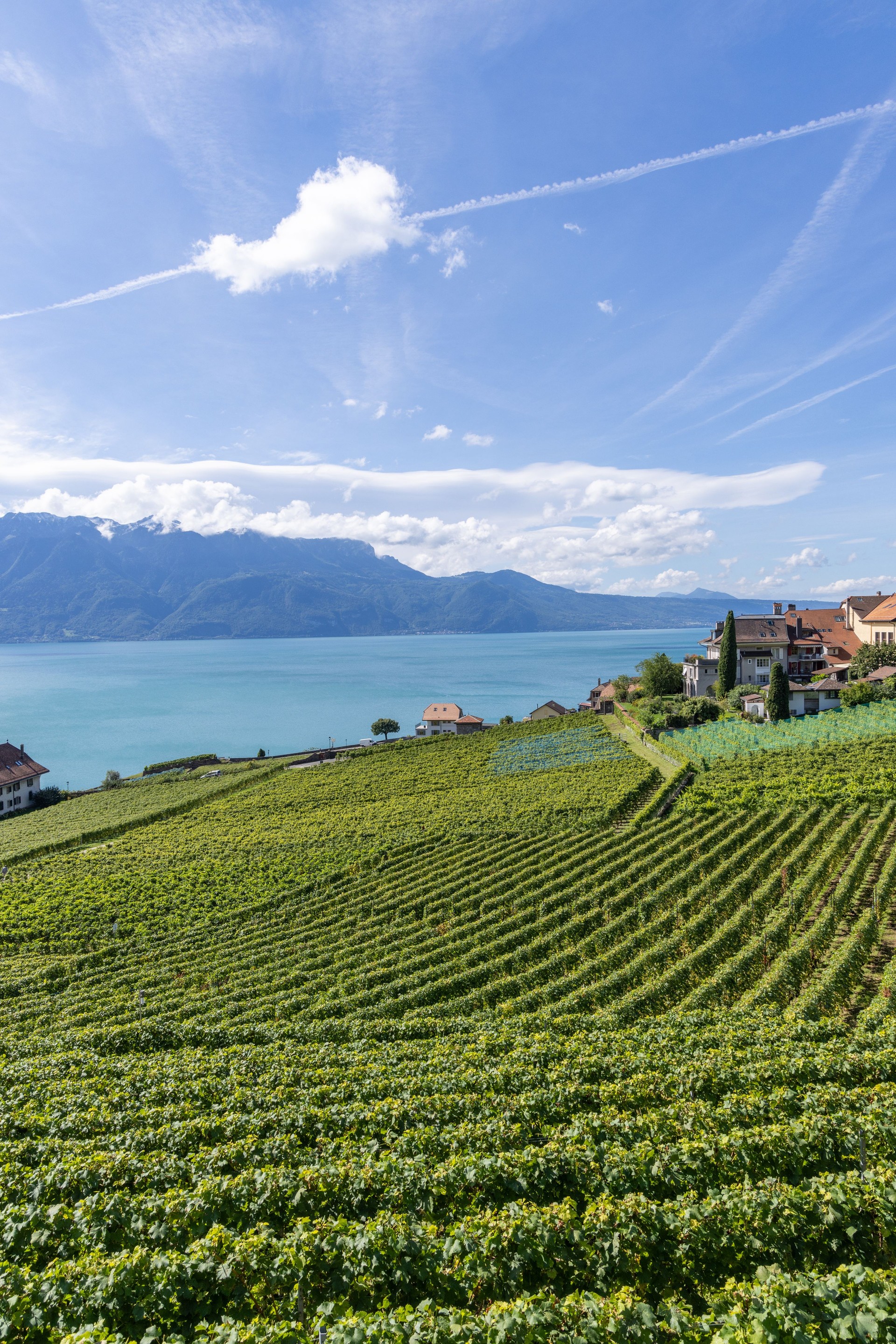 Vineyard and Village Overlooking a Lake with Mountain Views